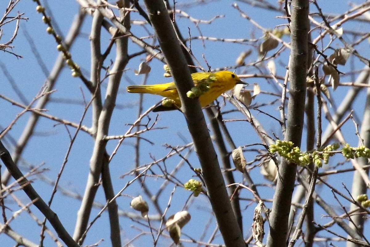 Yellow Warbler - ML94054341