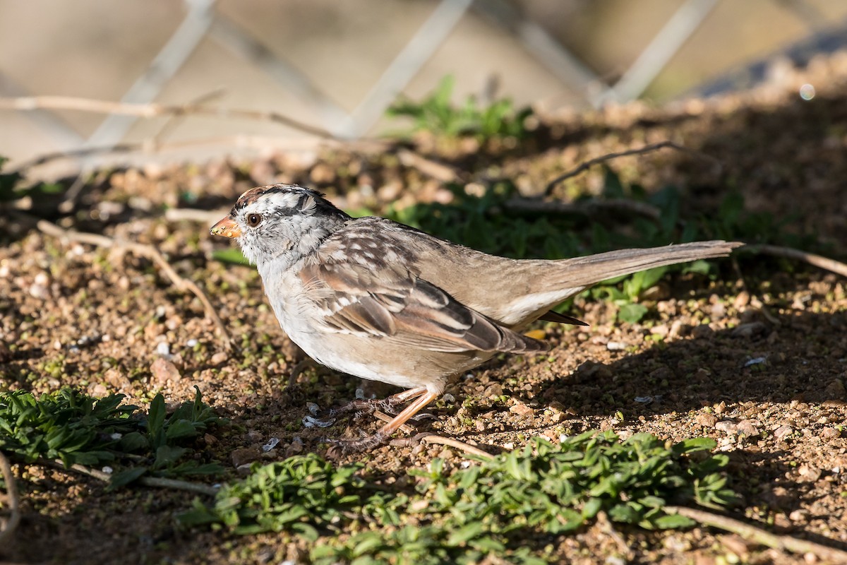 White-crowned Sparrow - ML94055371