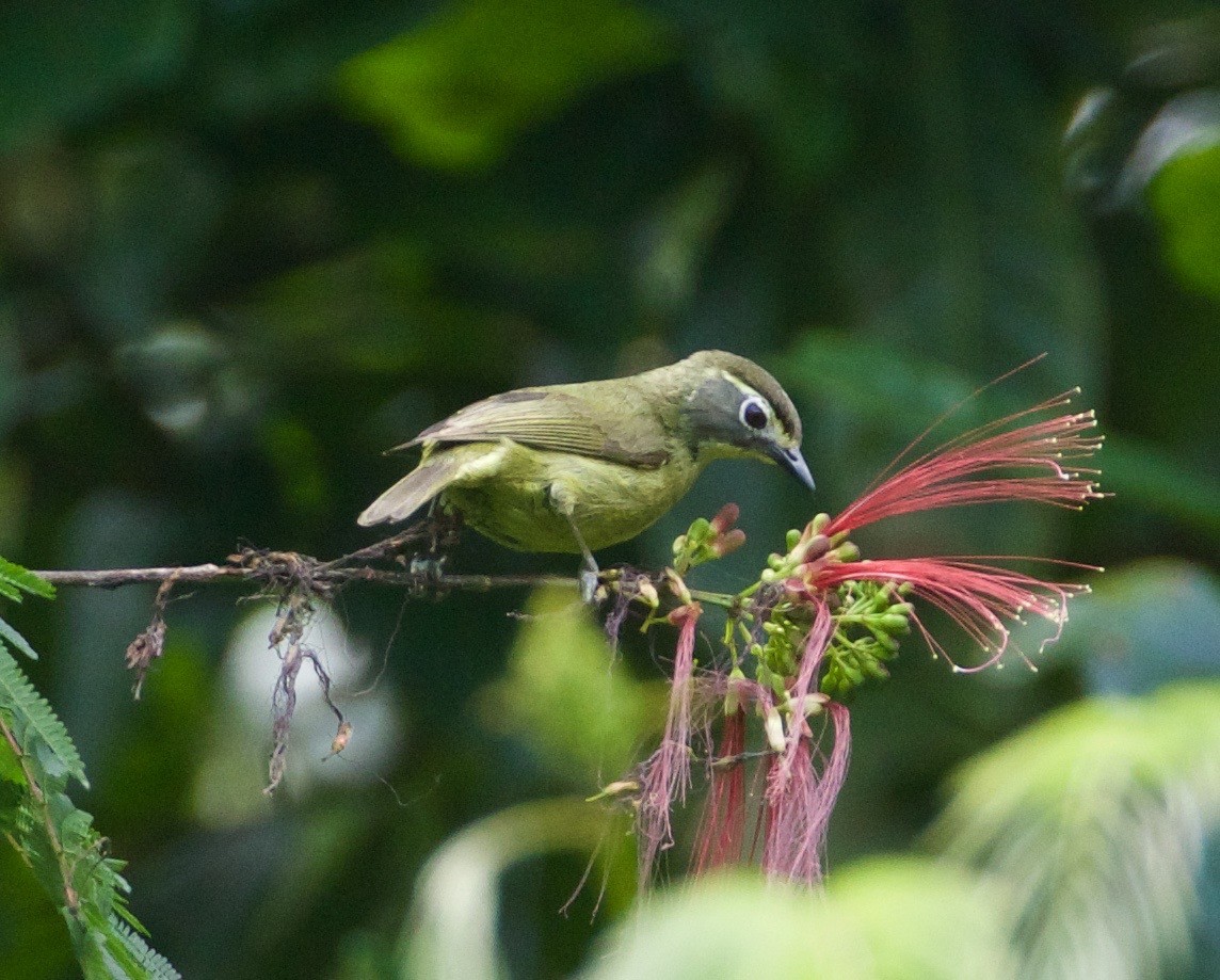 White-browed White-eye - Scott Baker