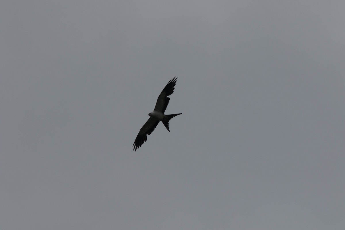 Swallow-tailed Kite - ML94058851