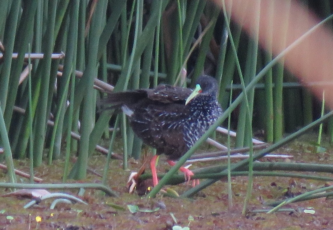 Spotted Rail - ML94059031