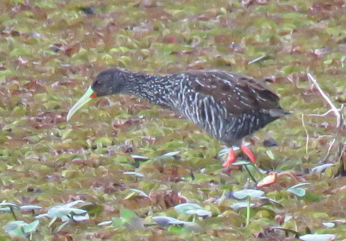 Spotted Rail - ML94059041