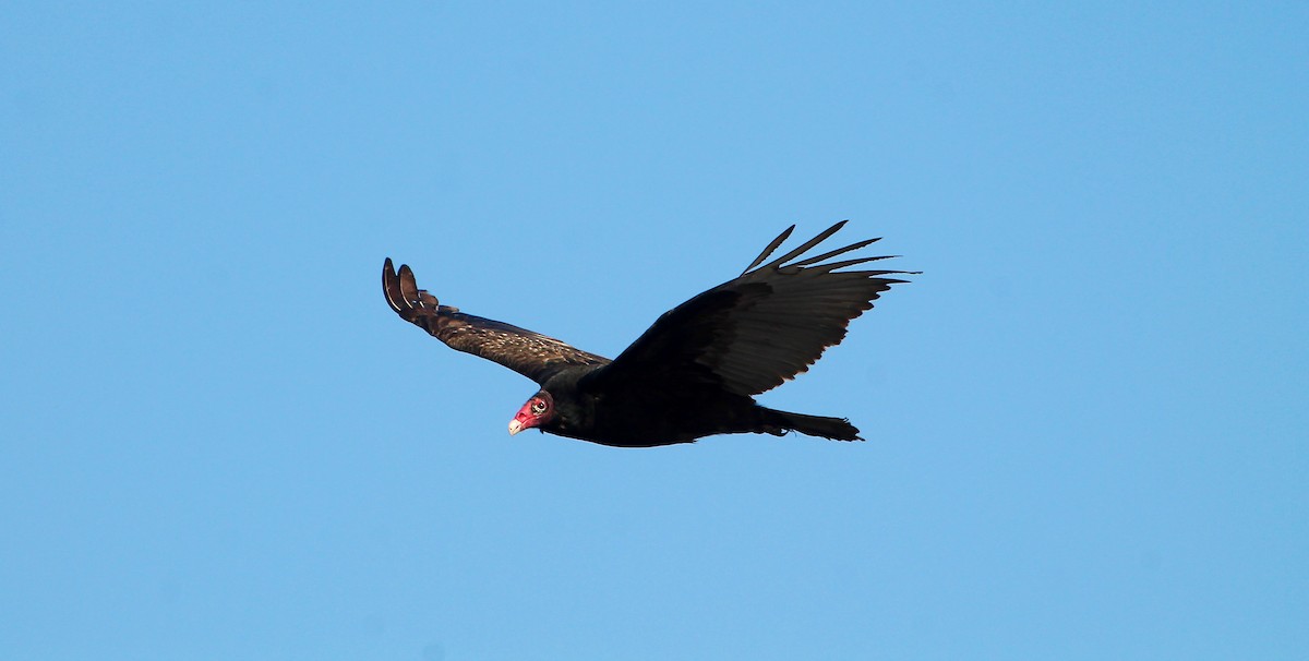 Turkey Vulture - Greg Lawrence