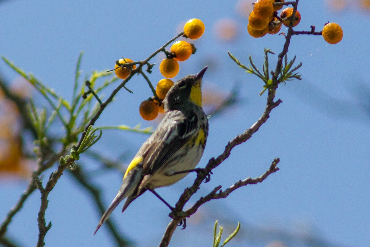 Yellow-rumped Warbler (Audubon's) - Laurie Sheppard