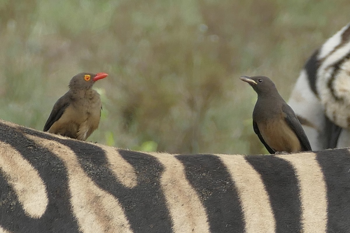 Red-billed Oxpecker - ML94063751