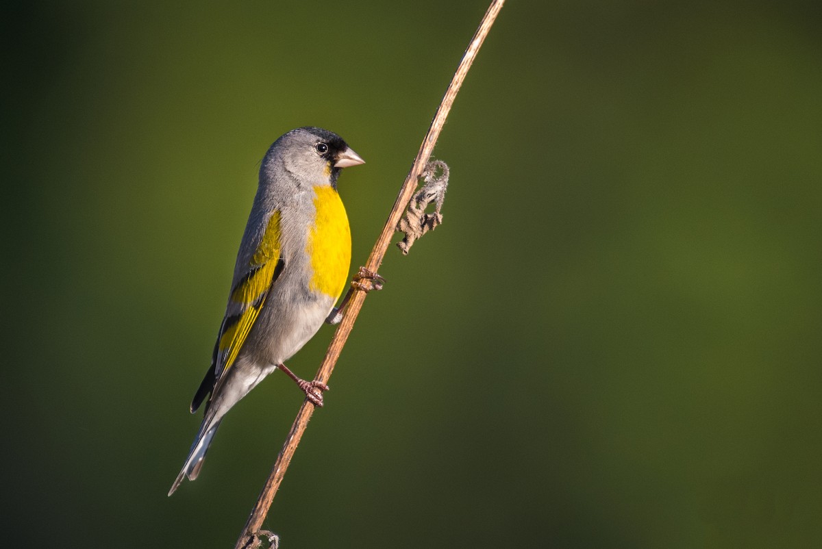 Lawrence's Goldfinch - ML94065451