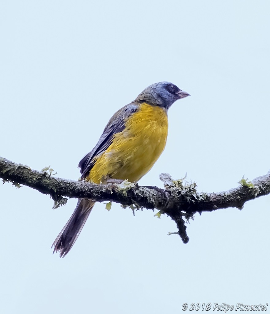 Blue-and-yellow Tanager - Felipe Pimentel