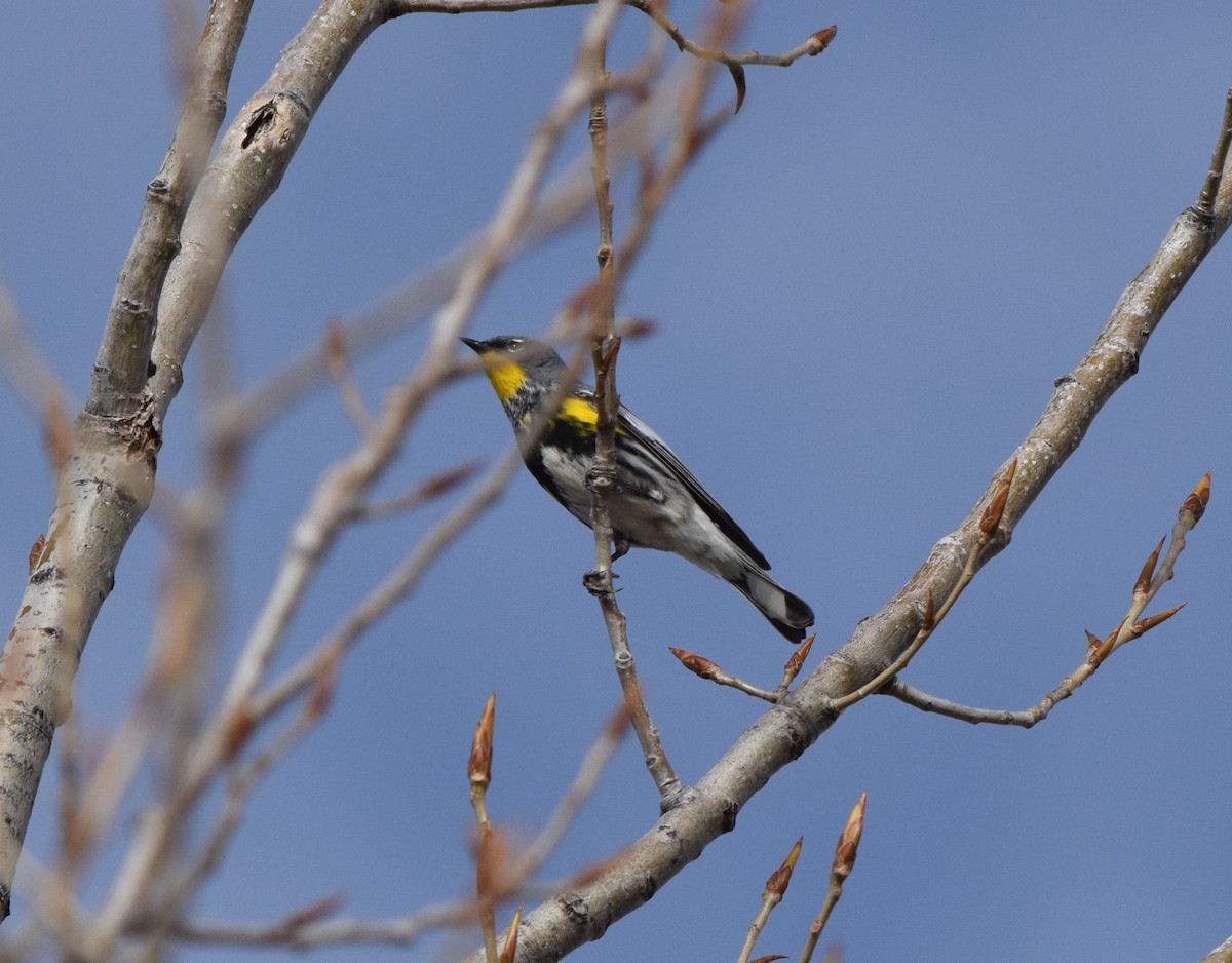 Yellow-rumped Warbler (Audubon's) - ML94069911