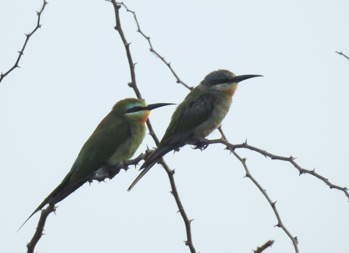 Blue-cheeked Bee-eater - ML94071611