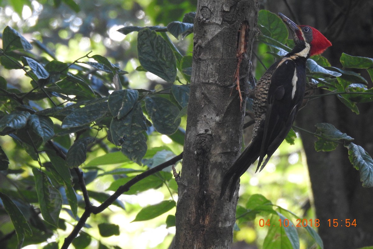 Lineated Woodpecker - Abner Soto Brenes