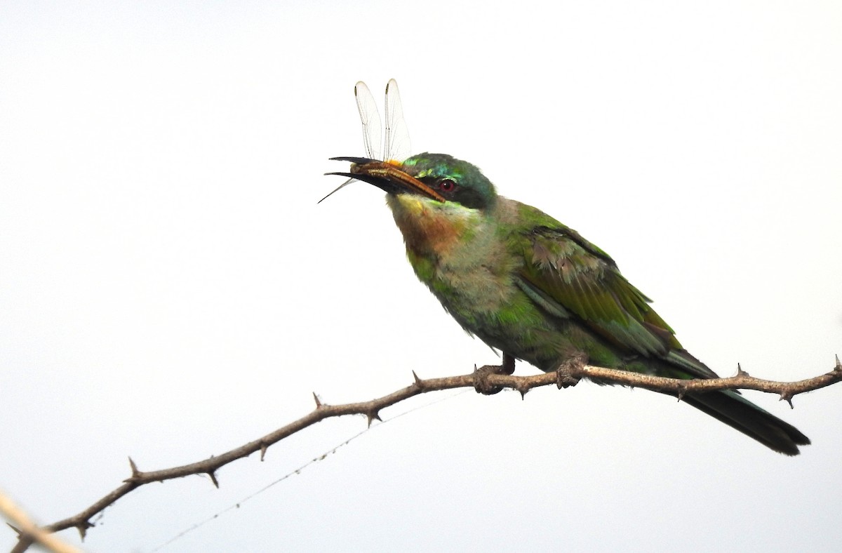 Blue-cheeked Bee-eater - ML94074061