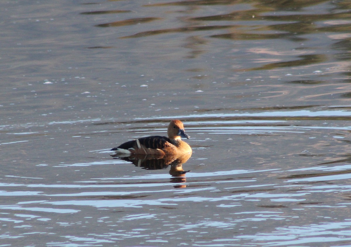Fulvous Whistling-Duck - ML94074911