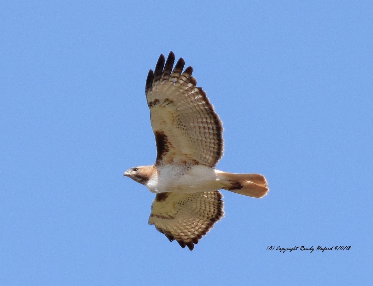 Red-tailed Hawk - ML94075311