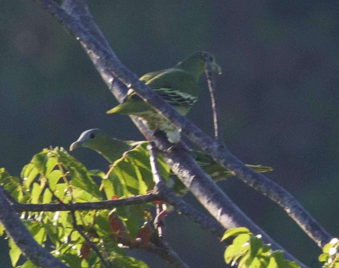 Флоресский зелёный голубь - ML94076461