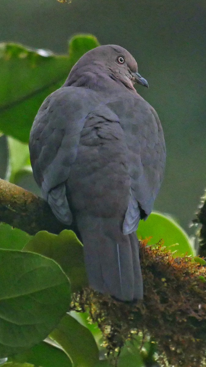 Plumbeous Pigeon - Roger Horn