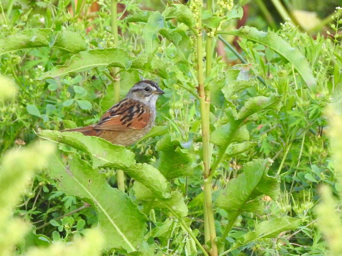 Swamp Sparrow - ellen horak