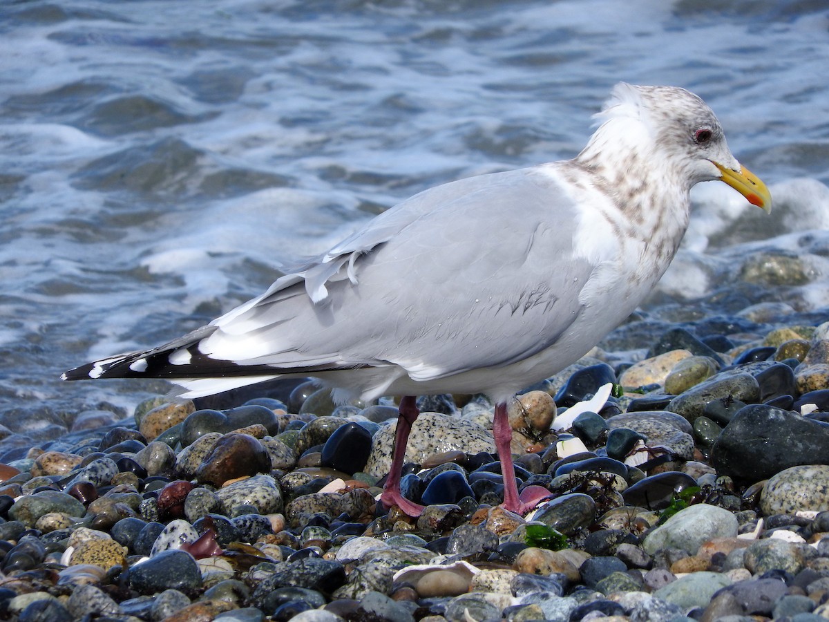 Iceland Gull (Thayer's) - John F. Peetsma