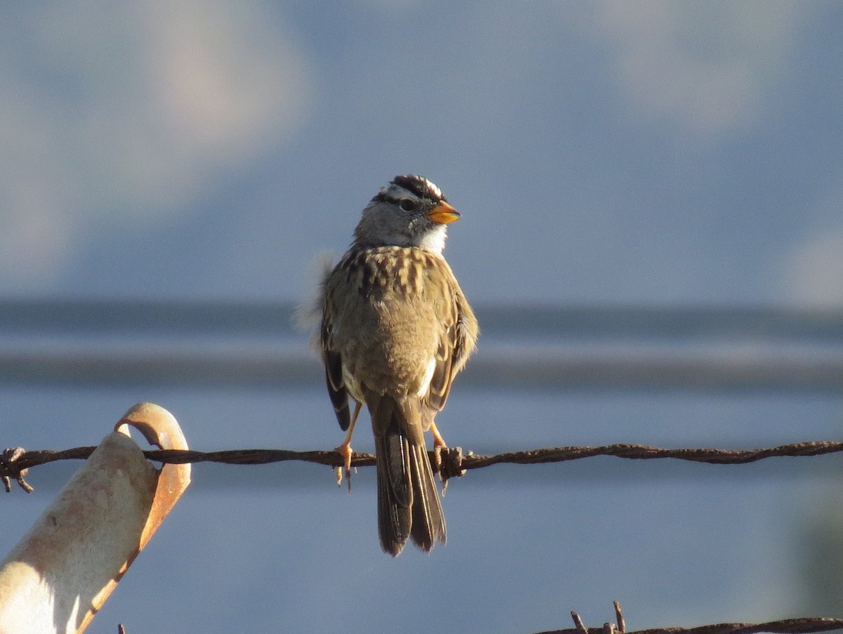 White-crowned Sparrow (pugetensis) - Naresh Satyan