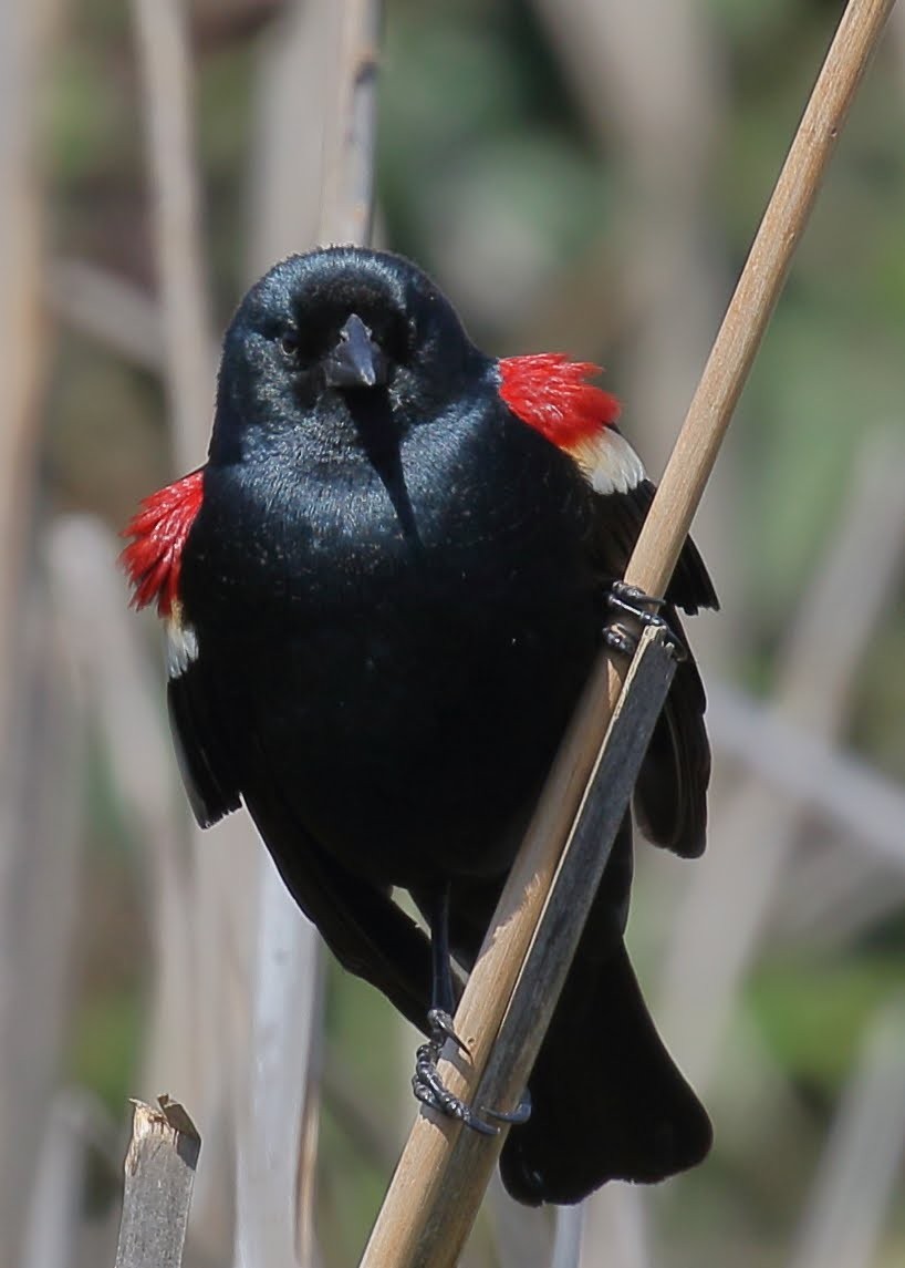Tricolored Blackbird - Keith Leland