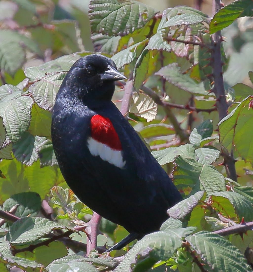 Tricolored Blackbird - Keith Leland