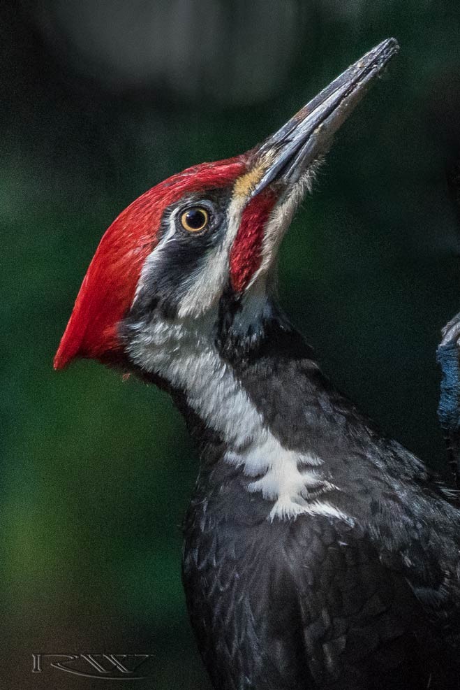 Pileated Woodpecker - Ron Wheeler
