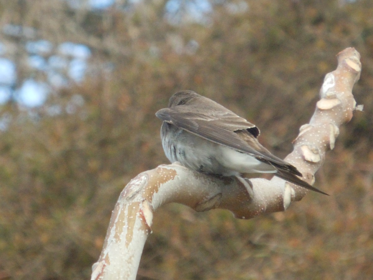 Northern Rough-winged Swallow - ML94080201