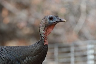 Wild Turkey, ML94083091