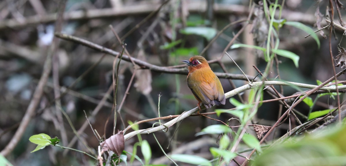 White-browed Piculet - ML94083311