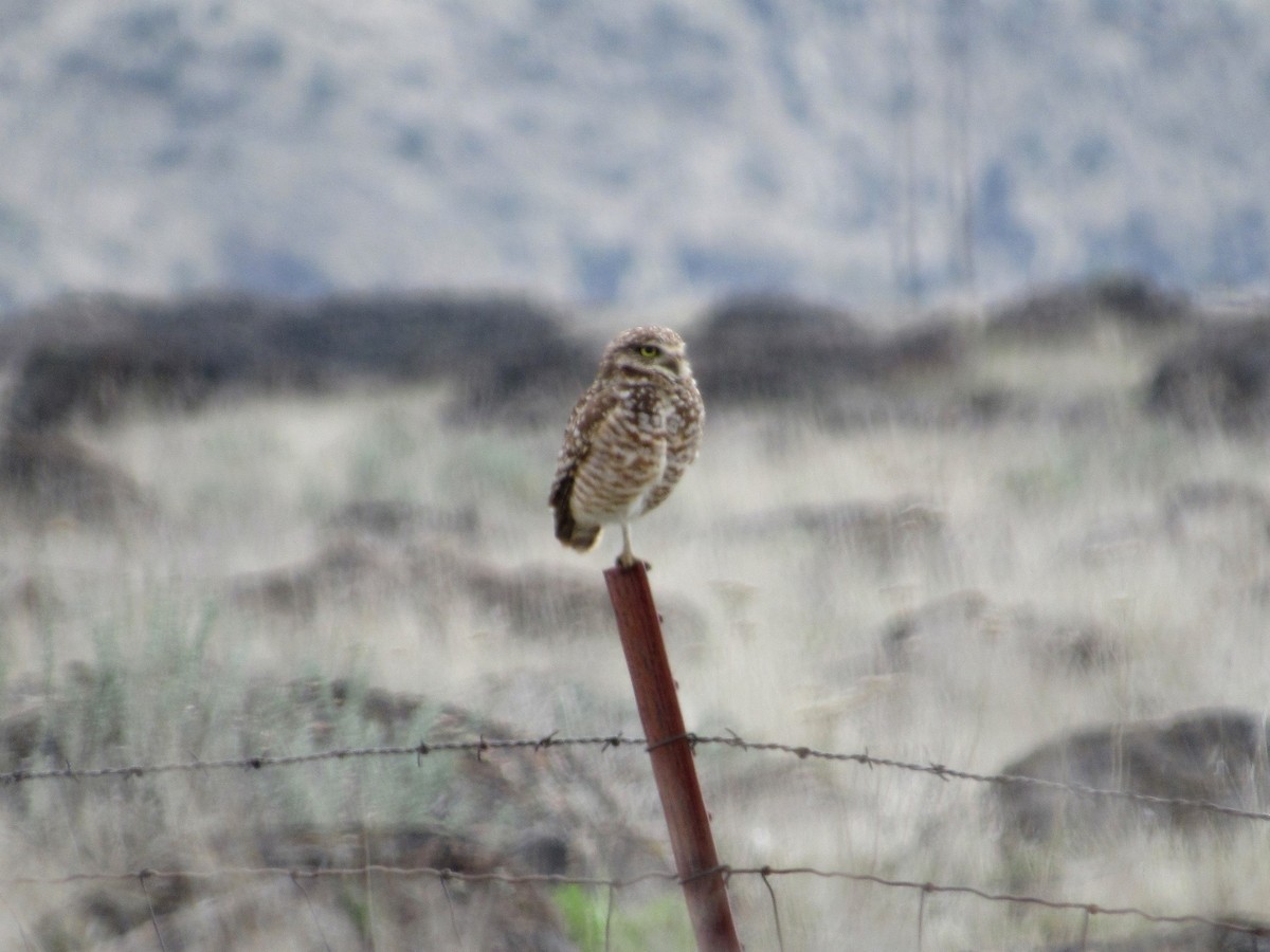 Burrowing Owl - ML94083881