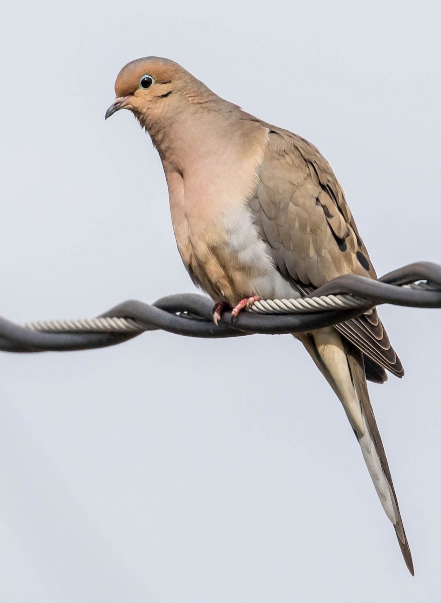 Mourning Dove - Bill Wood