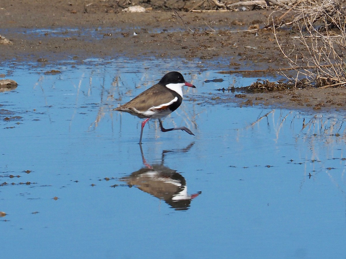 Red-kneed Dotterel - ML94084181