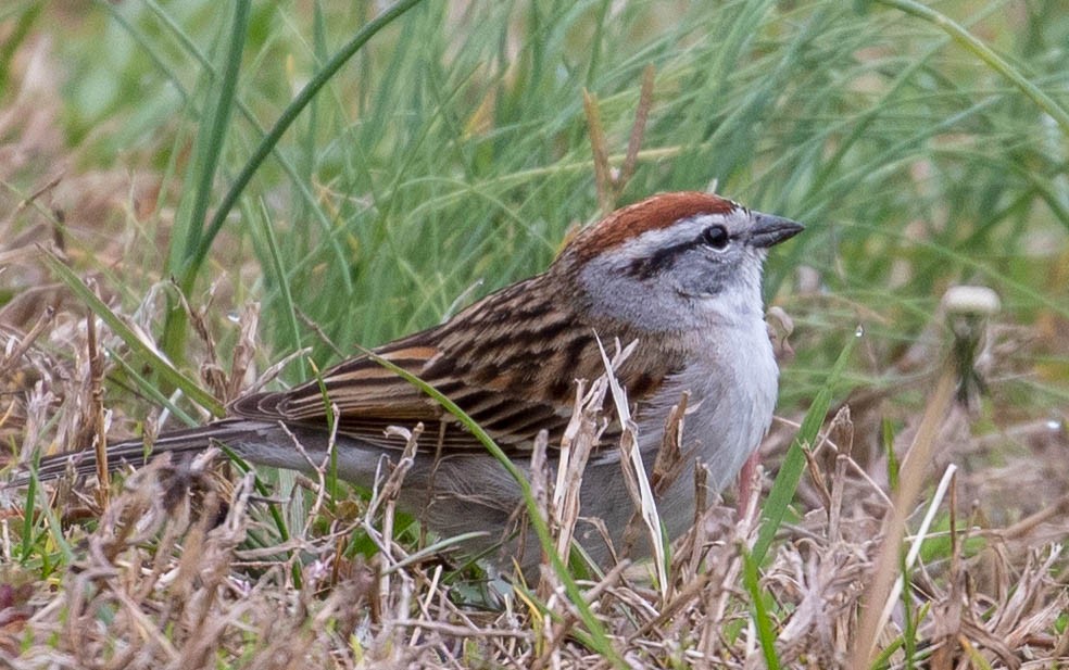 Chipping Sparrow - ML94084311