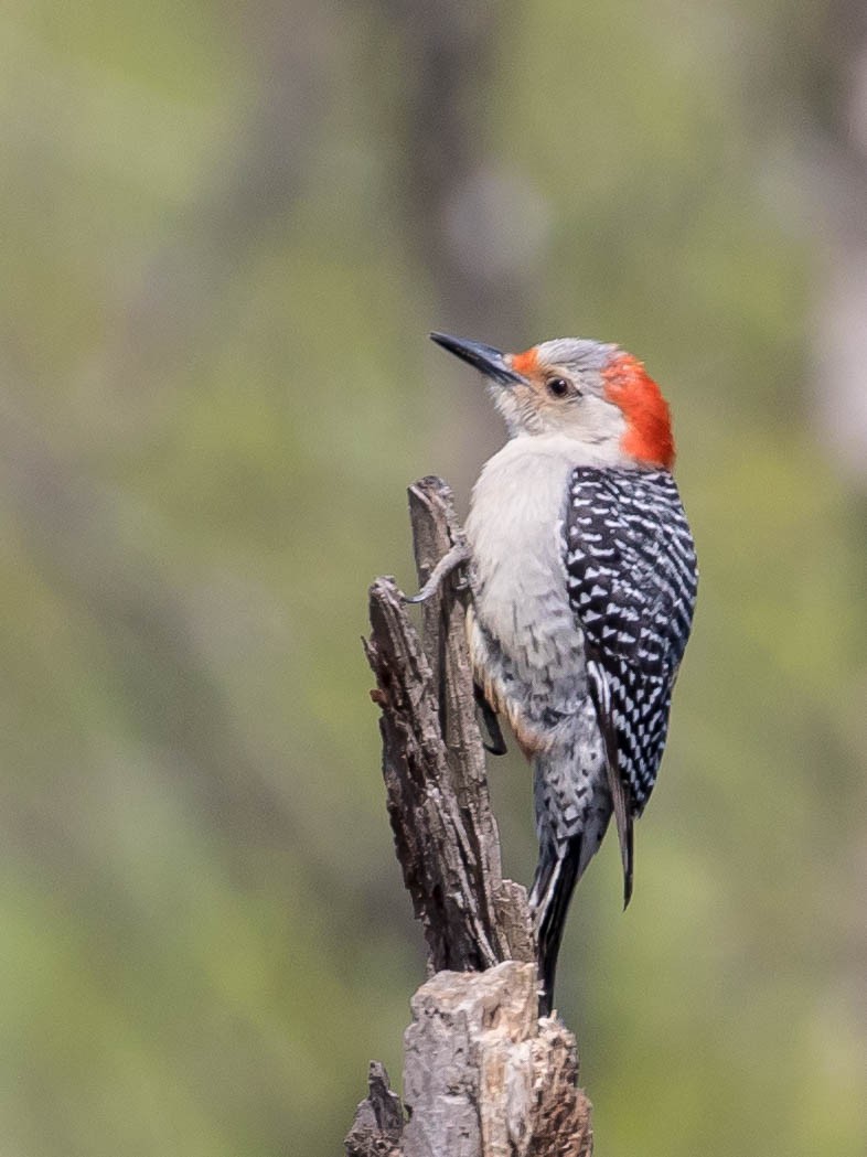 Red-bellied Woodpecker - ML94084851