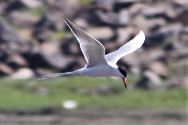 Forster's Tern - Chad King
