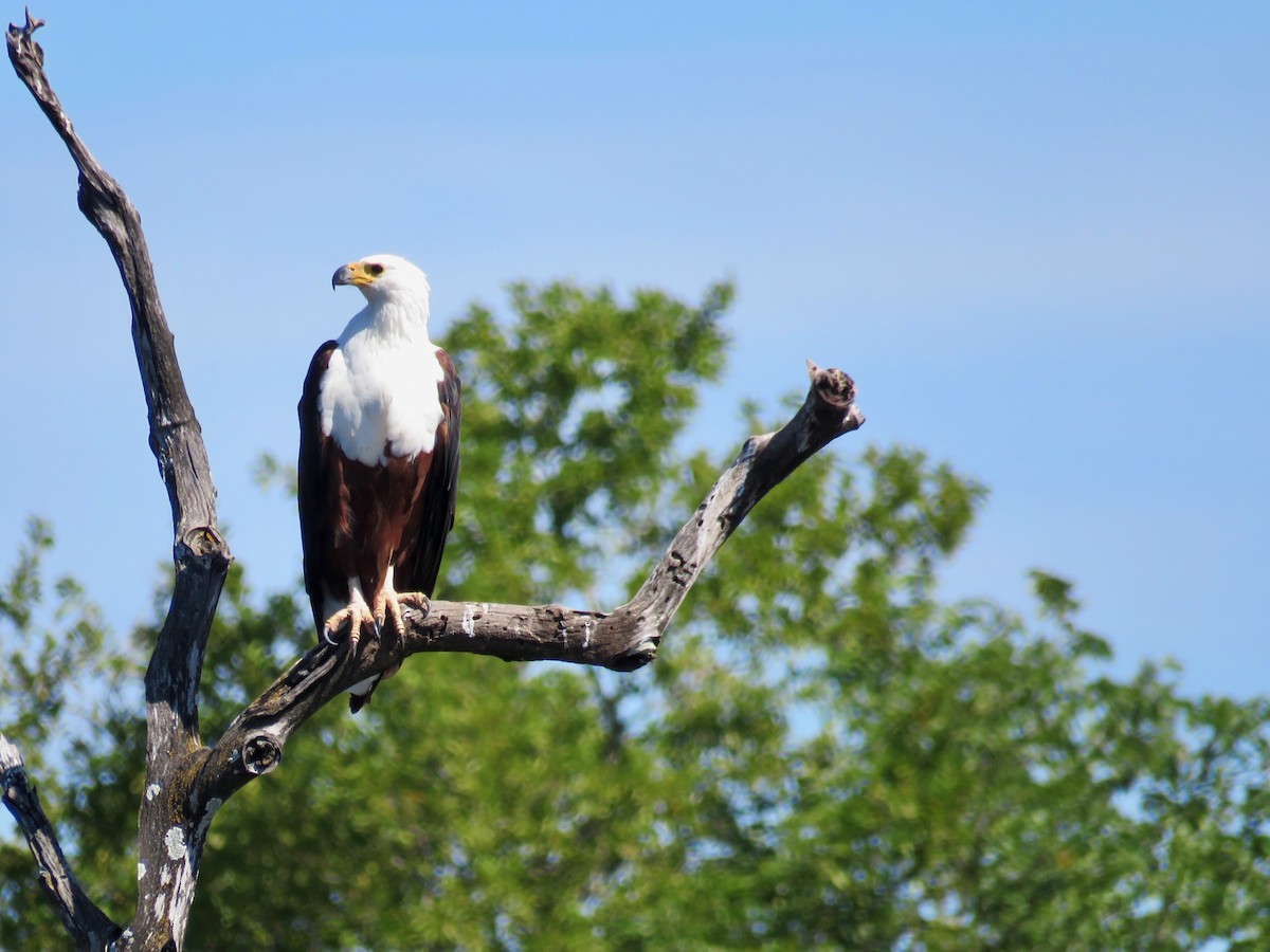 African Fish-Eagle - ML94087521
