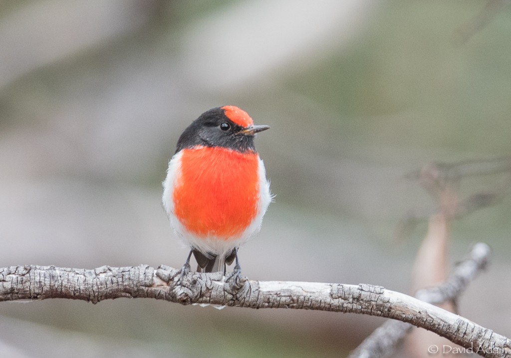 Red-capped Robin - ML94089741