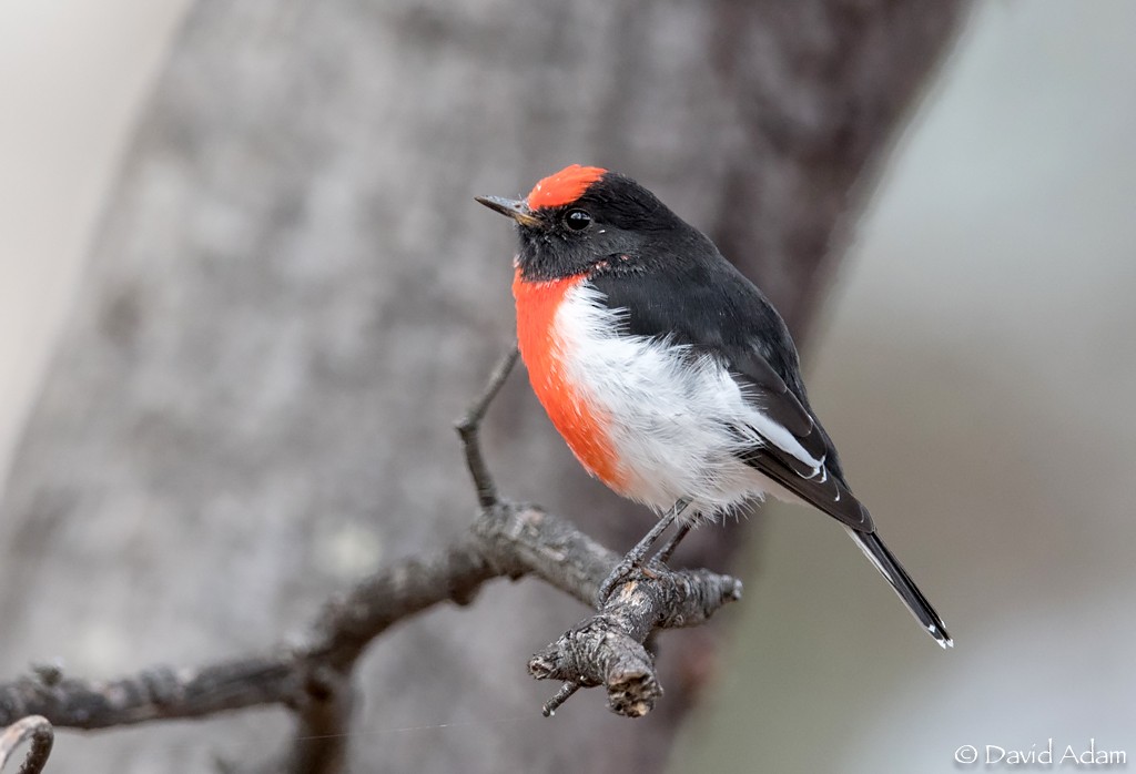 Red-capped Robin - ML94089751