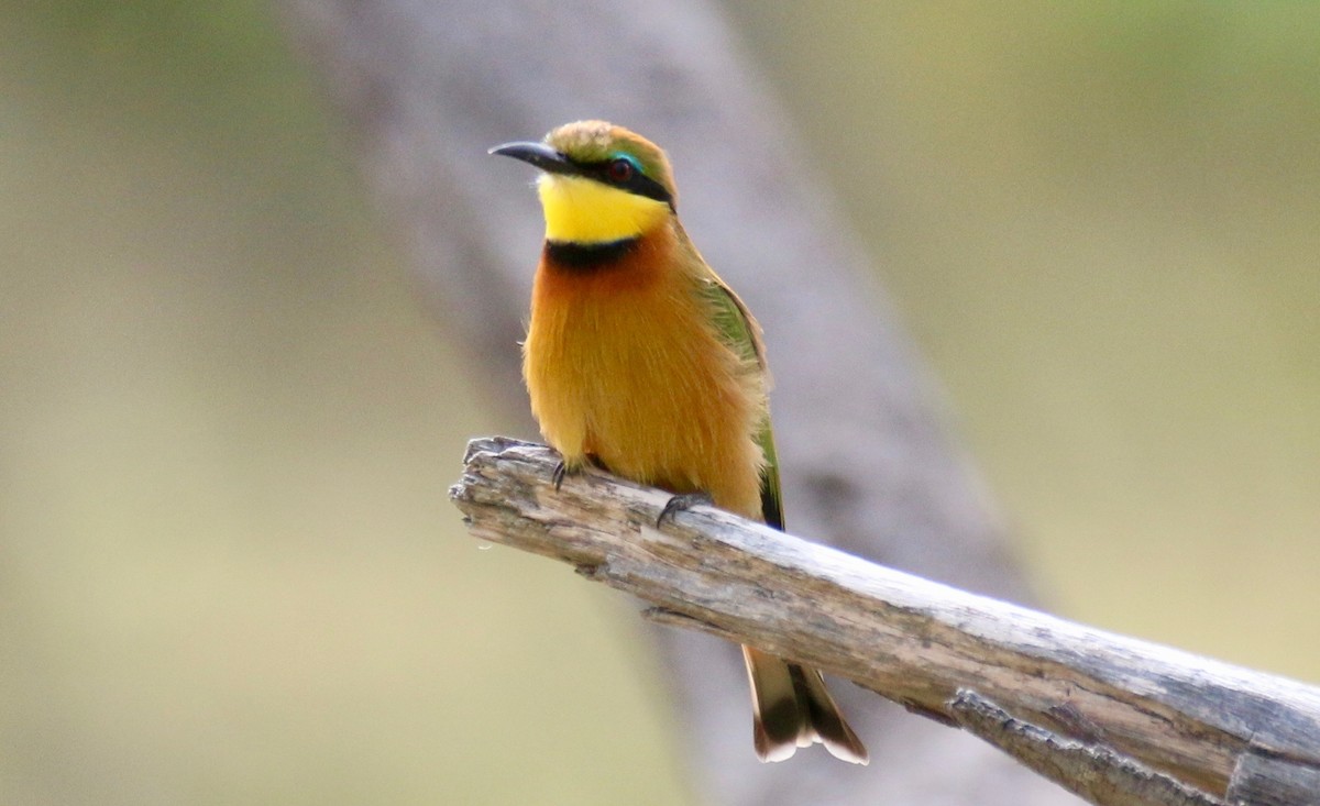 Little Bee-eater - ML94092011
