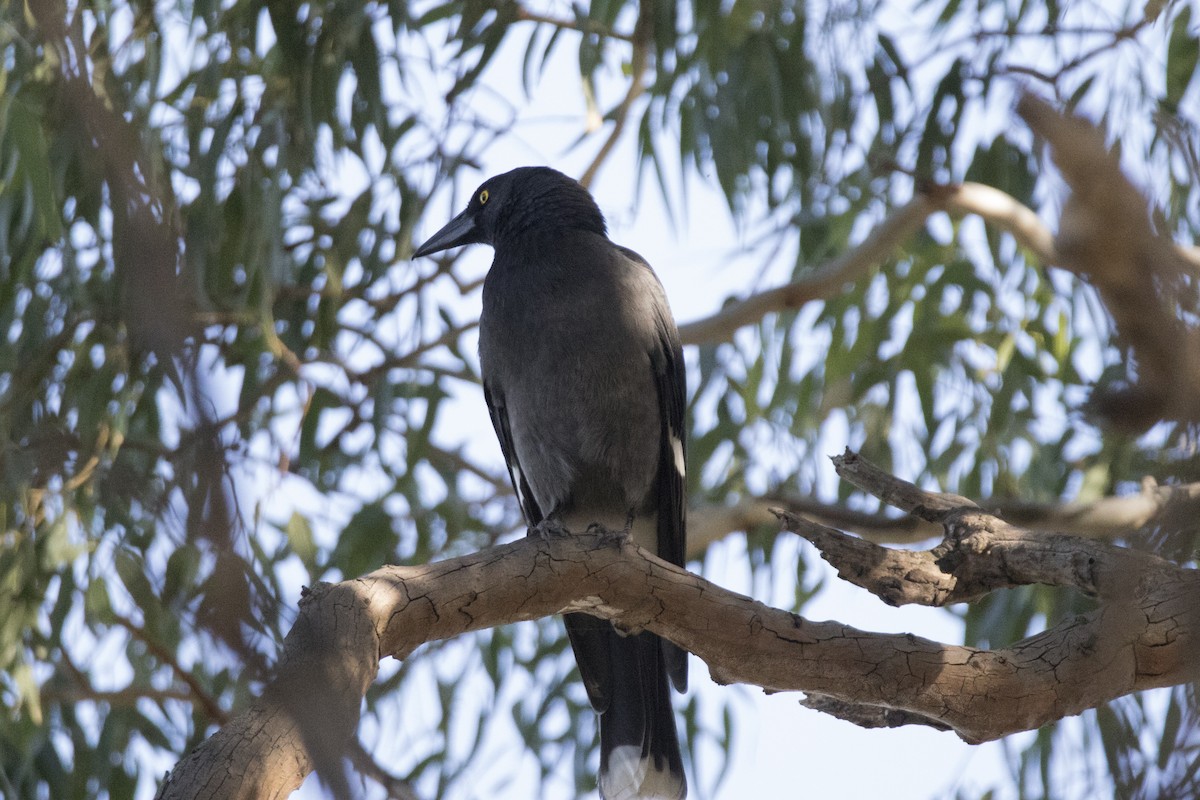 Gray Currawong - John Cantwell