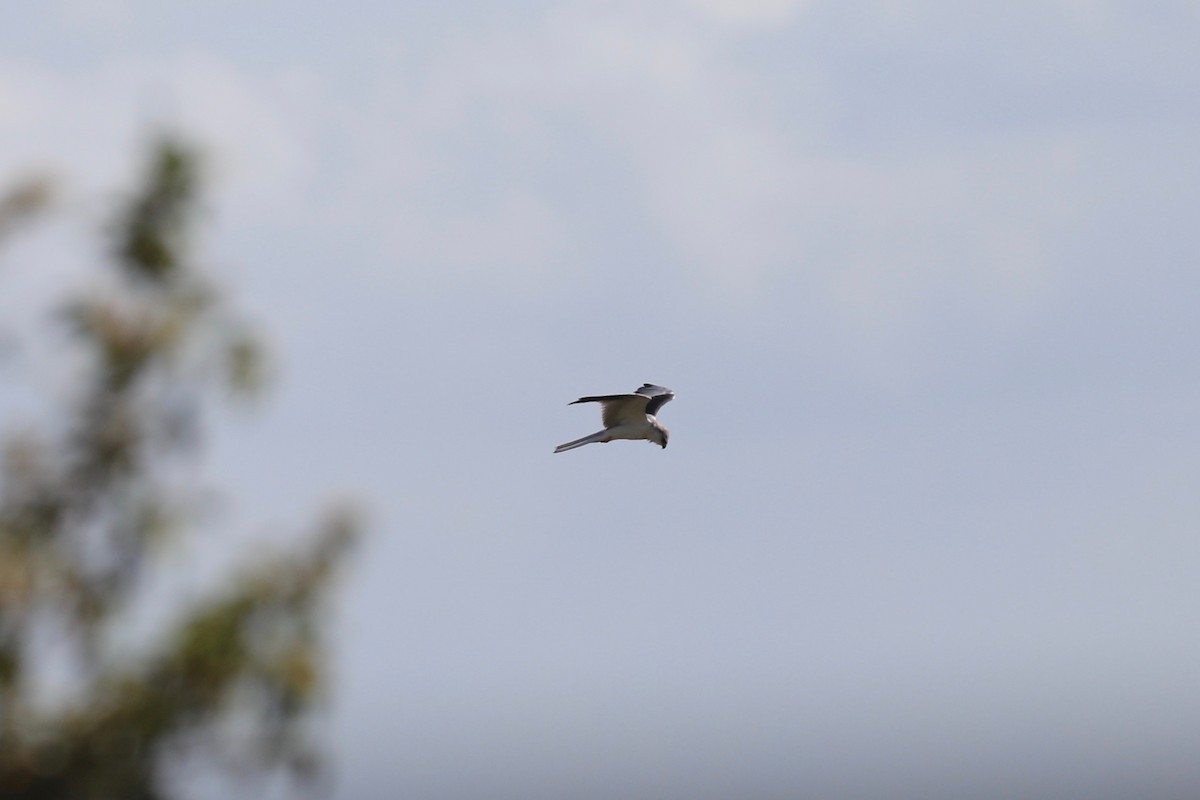 White-tailed Kite - Cameron  Boyd