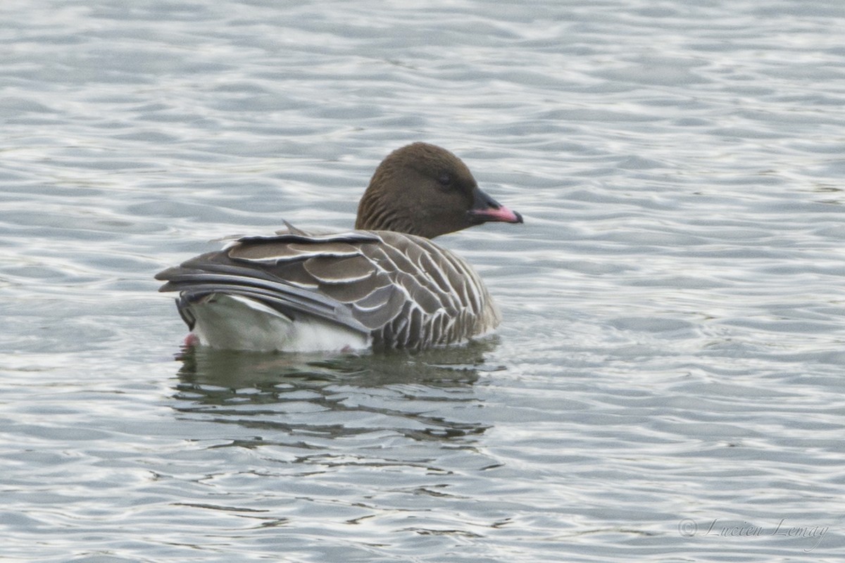 Pink-footed Goose - Lucien Lemay