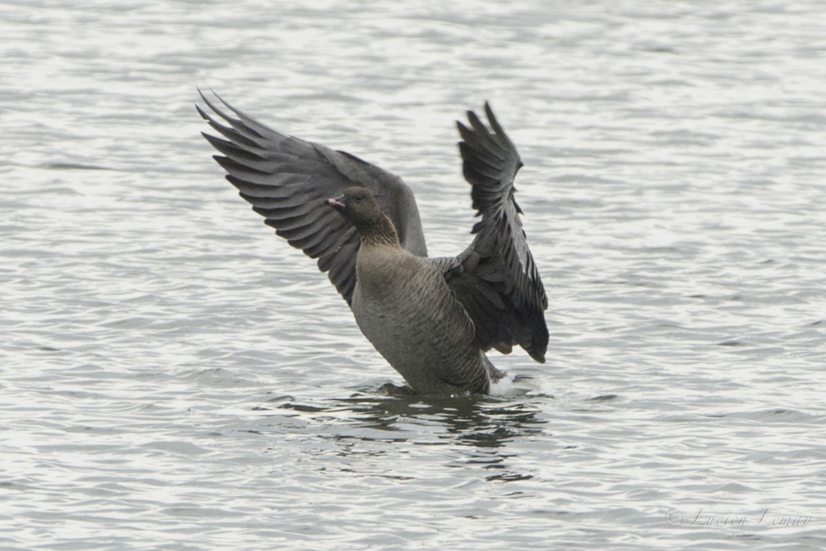 Pink-footed Goose - Lucien Lemay