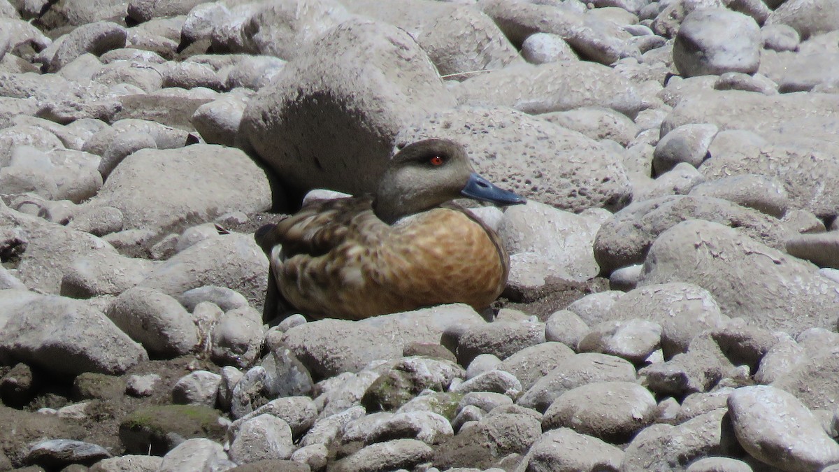 Crested Duck - ML94102991