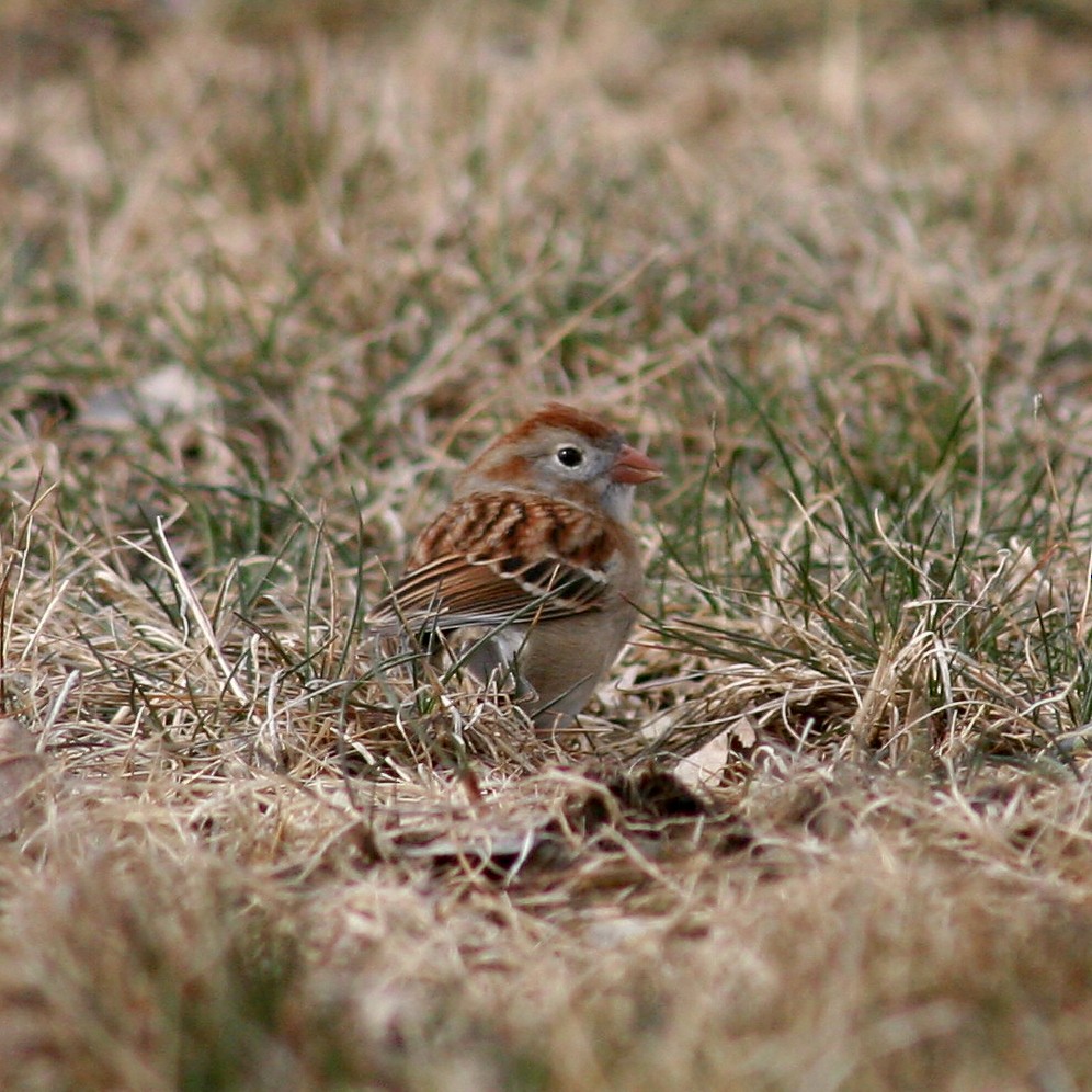 Field Sparrow - Sherry Plessner