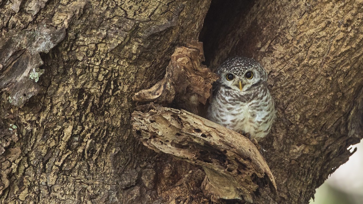 Spotted Owlet - H. Çağlar Güngör