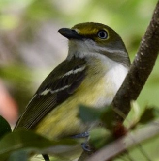 White-eyed Vireo - Harold Donnelly