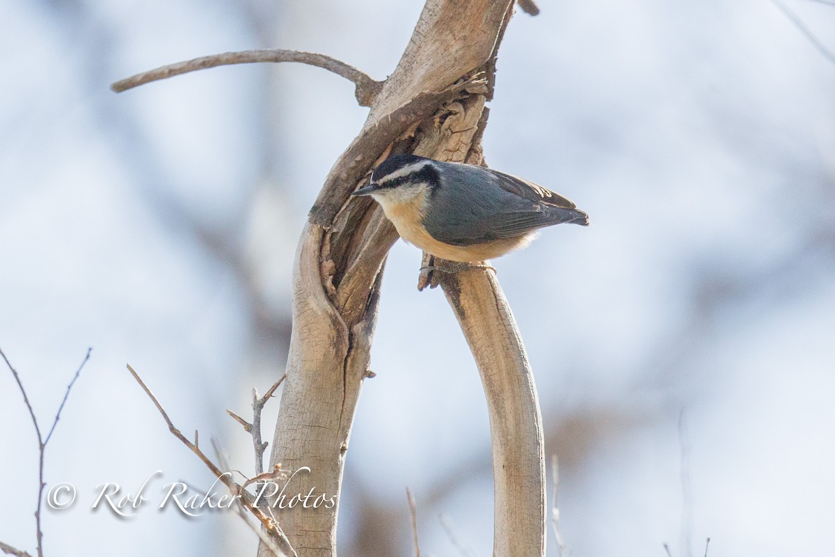 Red-breasted Nuthatch - Robert Raker