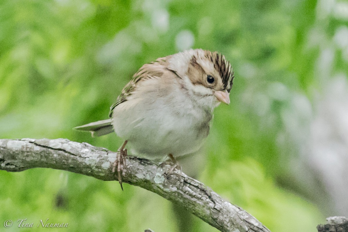 Clay-colored Sparrow - ML94107151