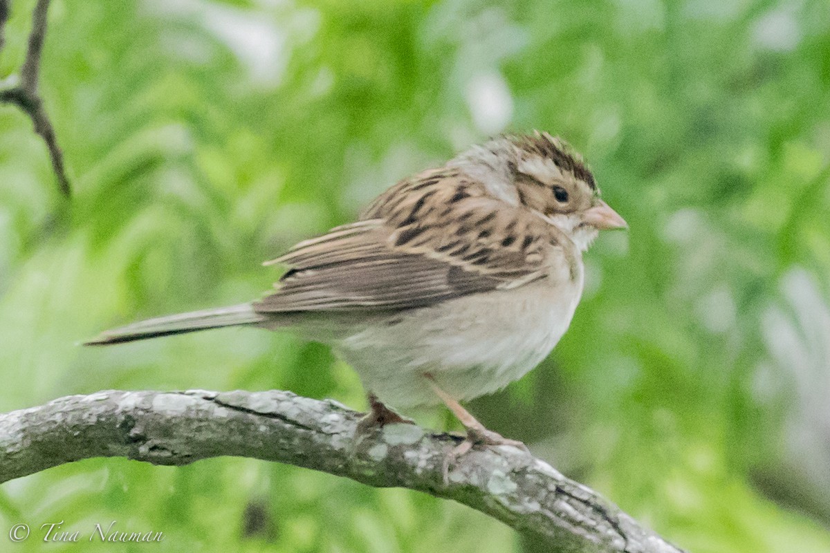 Clay-colored Sparrow - ML94107171