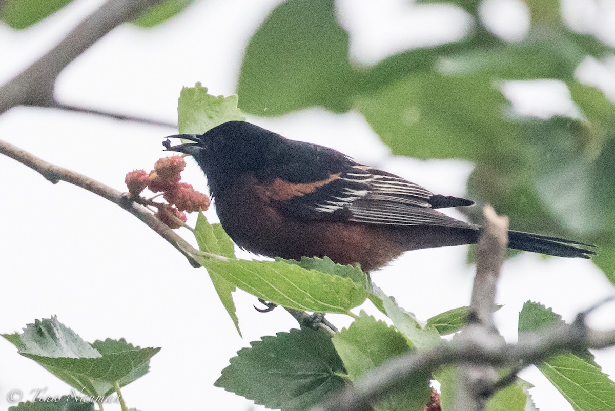 Orchard Oriole - ML94107181